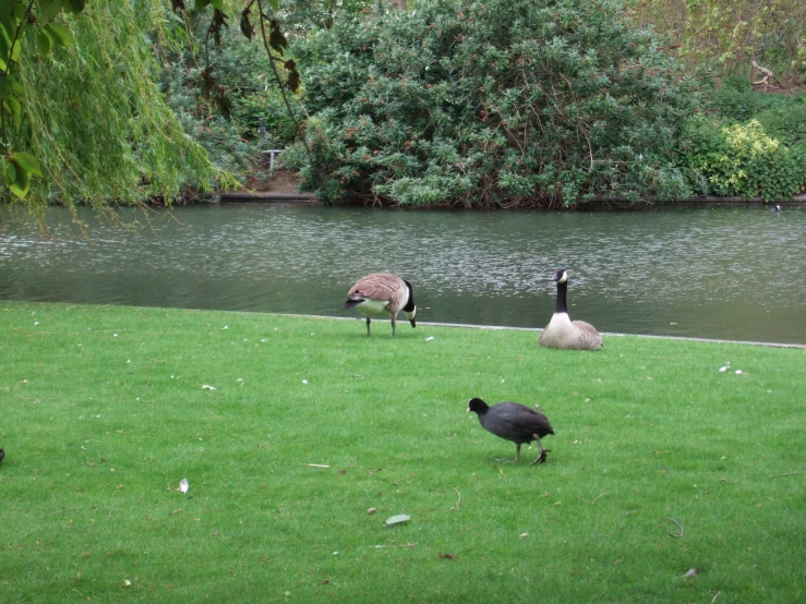 two geese in a grassy field near a river