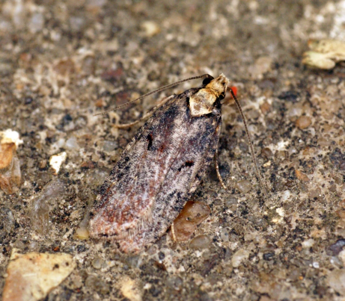 the moth is brown with red legs and head