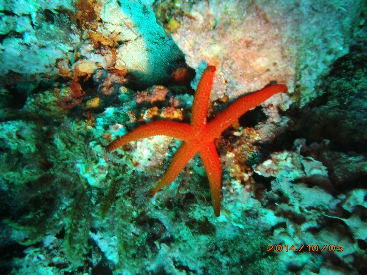 a lone red starfish in the coral looking down