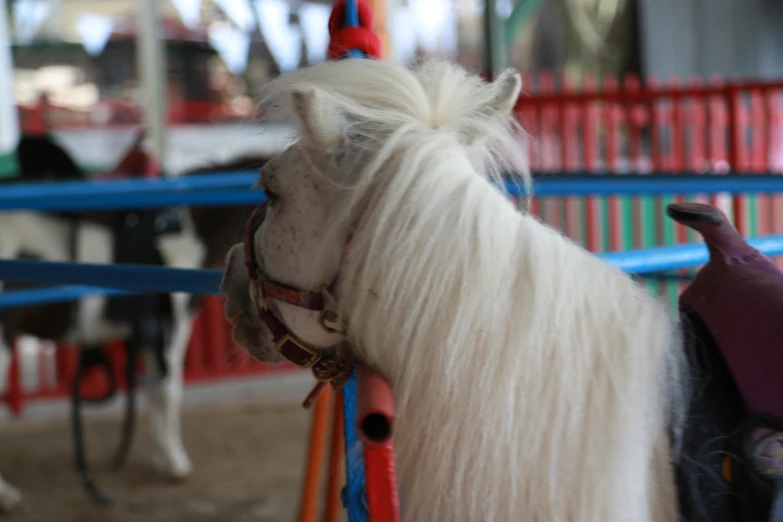 white pony with long blonde hair and colored mane