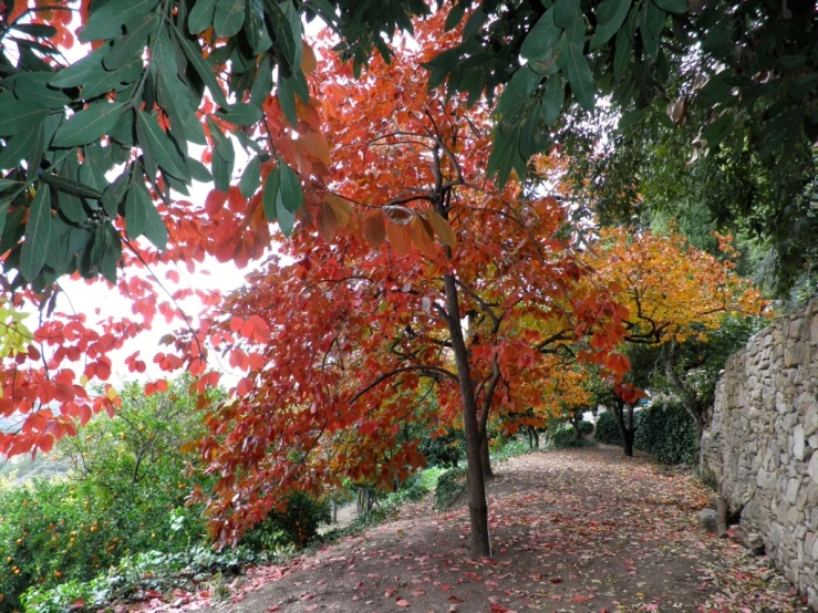 some trees with leaves on the ground and one tree with its bright red leaves