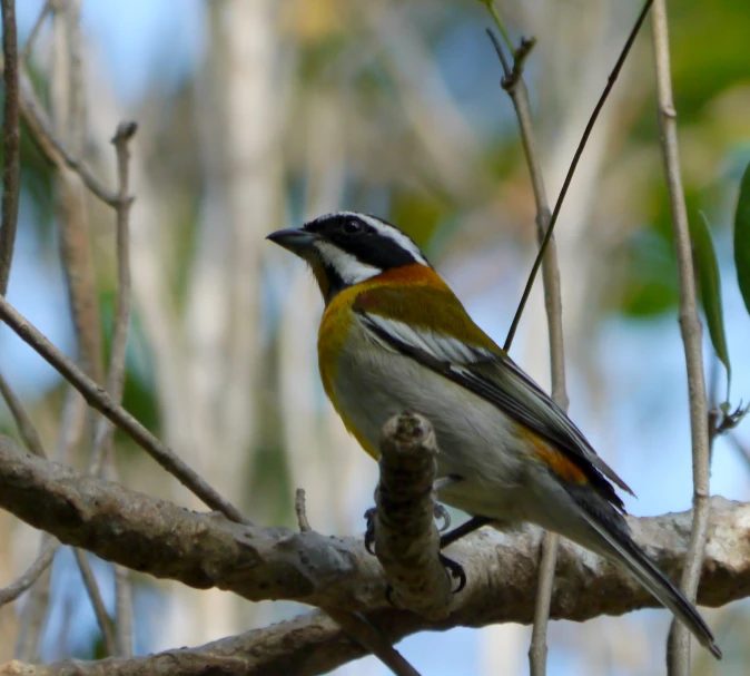 the yellow bird is sitting on a thin tree nch