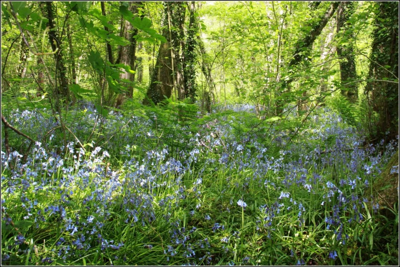 an open grassy area covered in bluebells and ferns