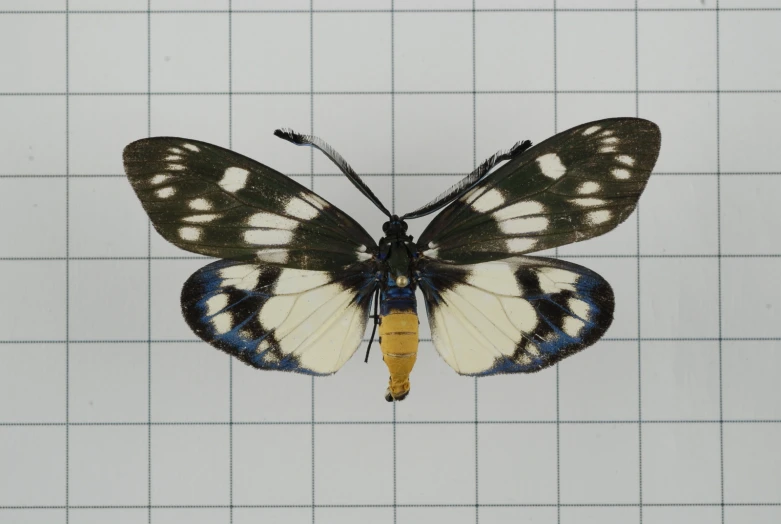 a close up of a erfly on tiled floor