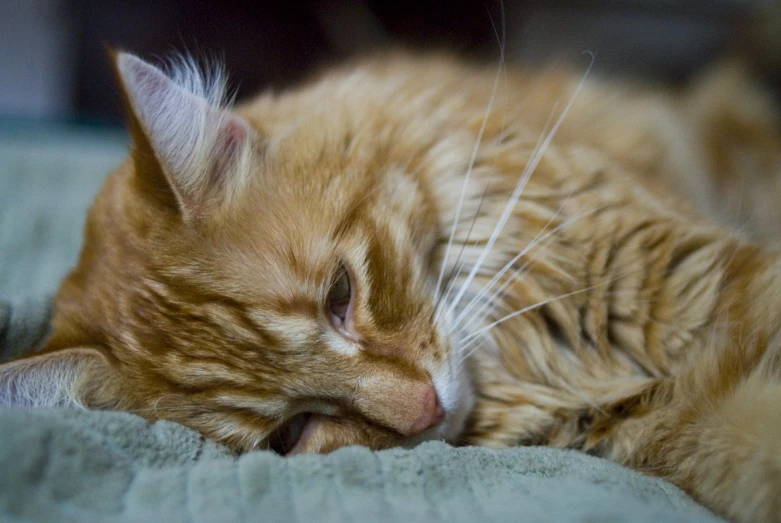 a close up of a cat laying on top of a bed