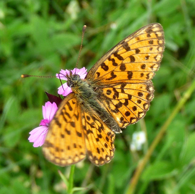 a erfly sitting on a flower in the field