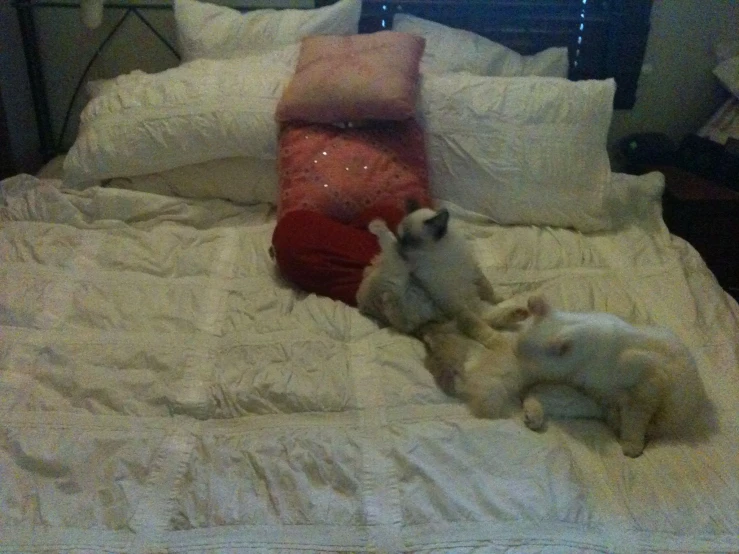 a couple of white dogs on a bed
