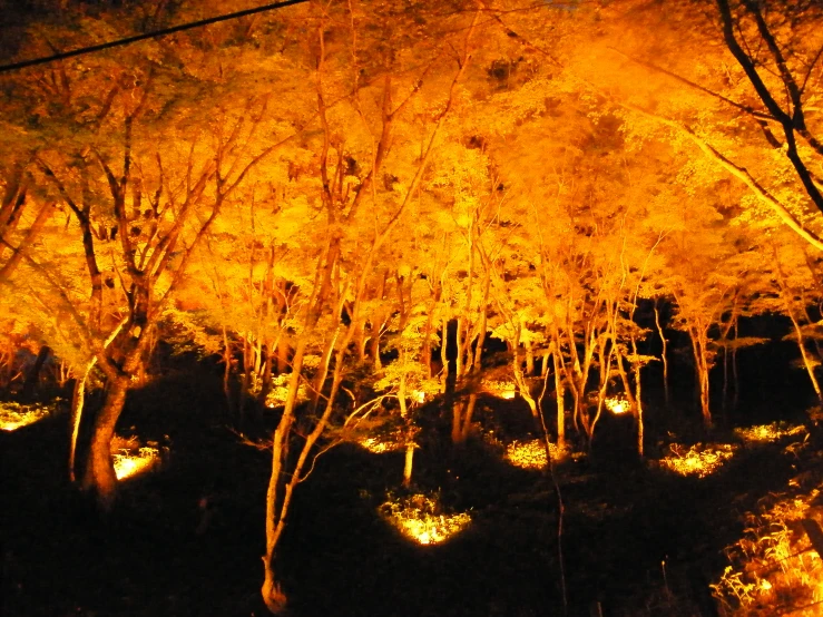 bright orange trees with bright lights around them at night