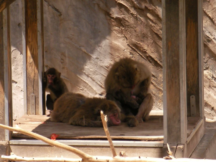 two monkeys that are sitting under a building