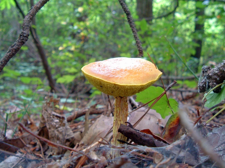 a close up of a mushroom on the ground in the woods