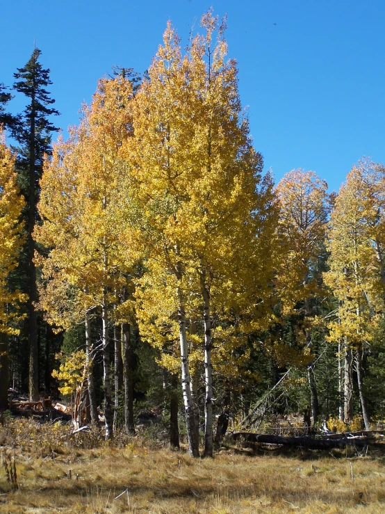 several trees that have turned yellow on some leaves