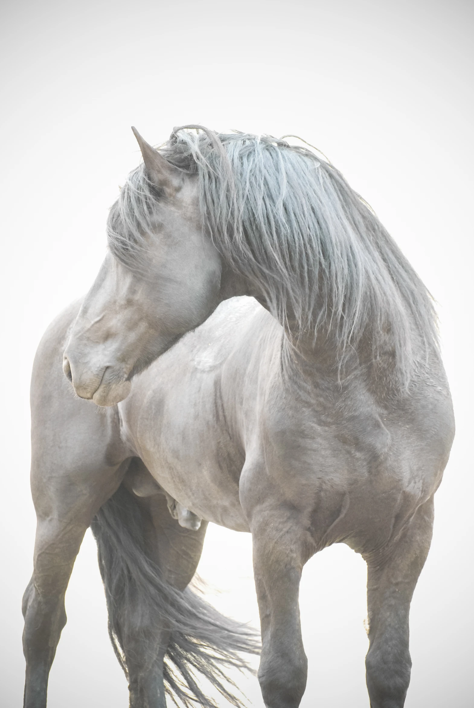 two horses are facing off against a white background