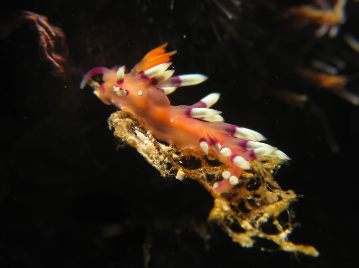 the large sea anemone is bright orange and purple