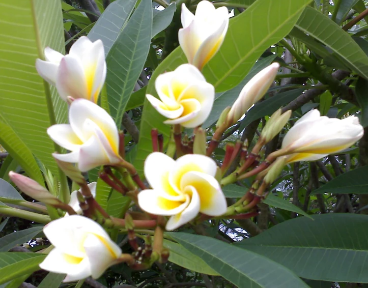 small white flowers with yellow centers surrounded by leaves