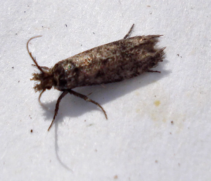 a tiny moth resting on some paper