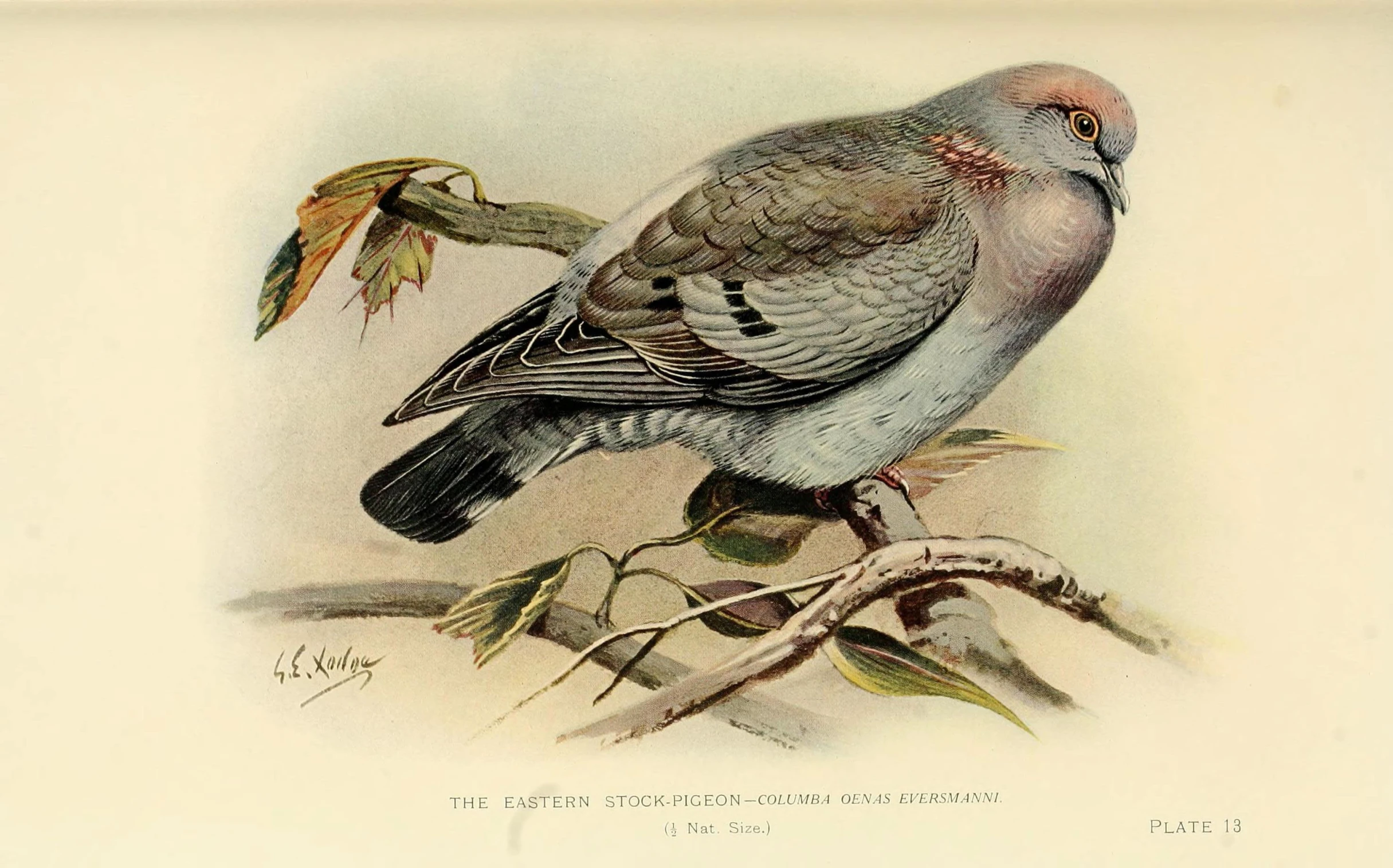 an illustration shows a bird perched on top of a nch