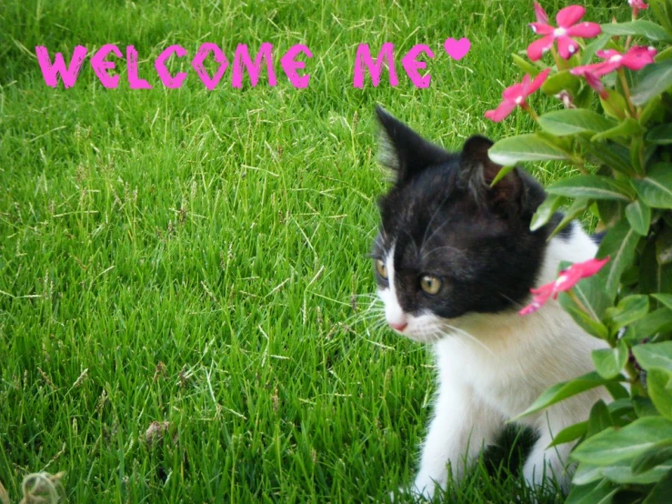 a black and white cat stands in some grass