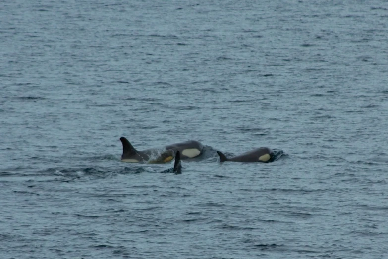 two orca's on their side in a large body of water