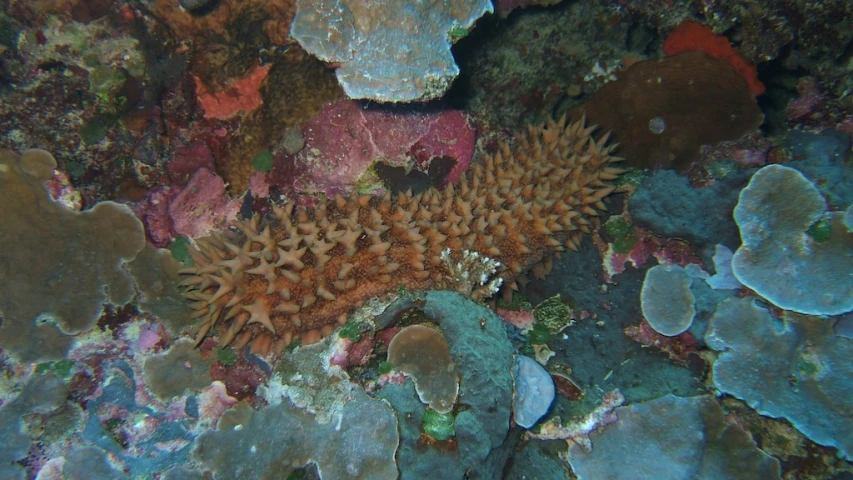 a large group of corals are growing on the bottom of a mountain