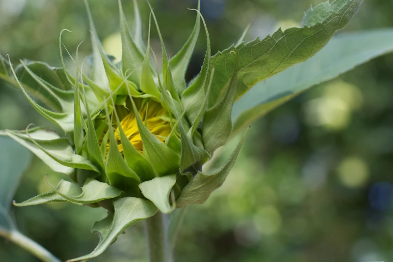 a flower with green leaves is partially open