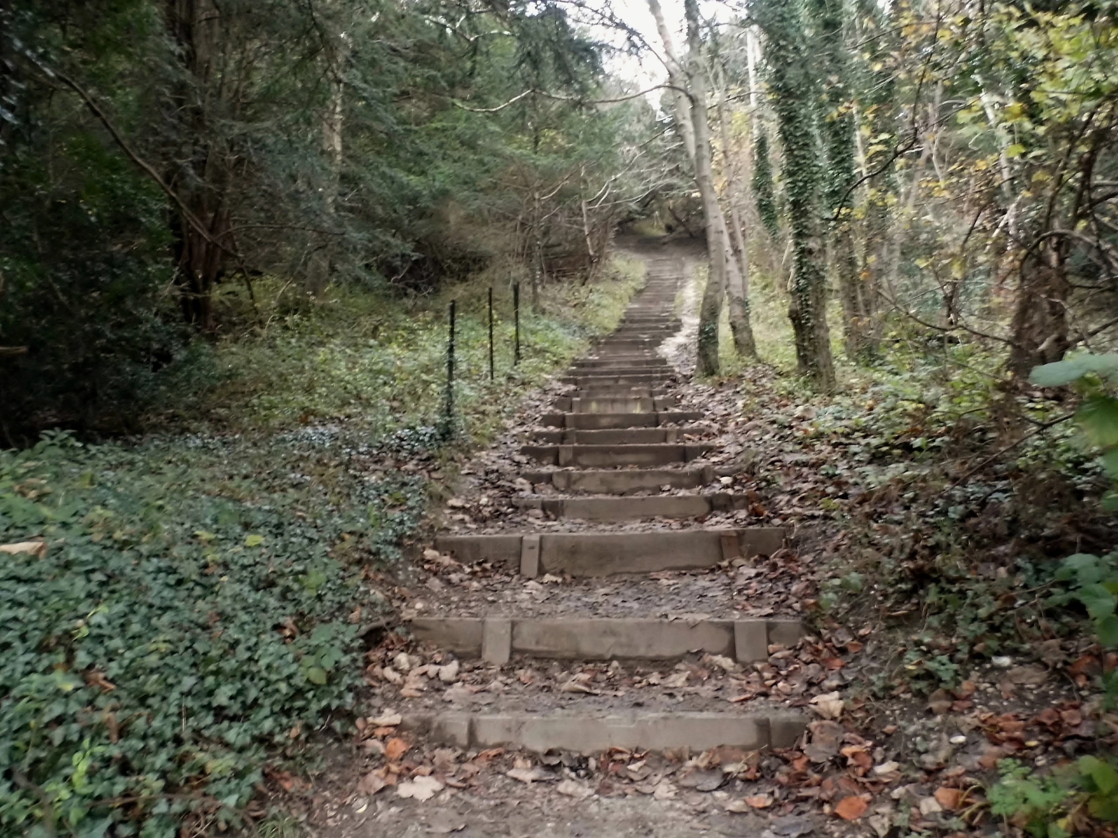 a set of stairs in the middle of a forest