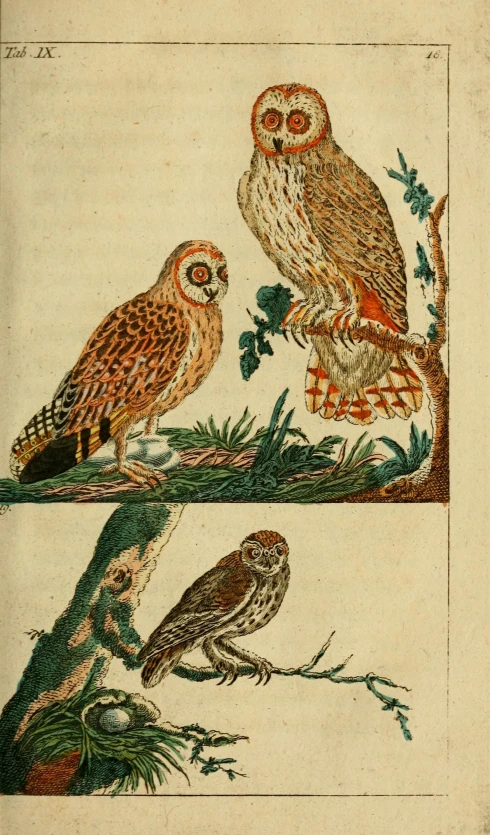 two owls perched on the tree top
