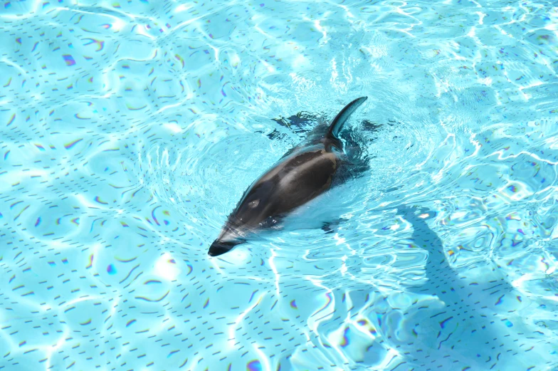 a dolphin swimming in some clear water