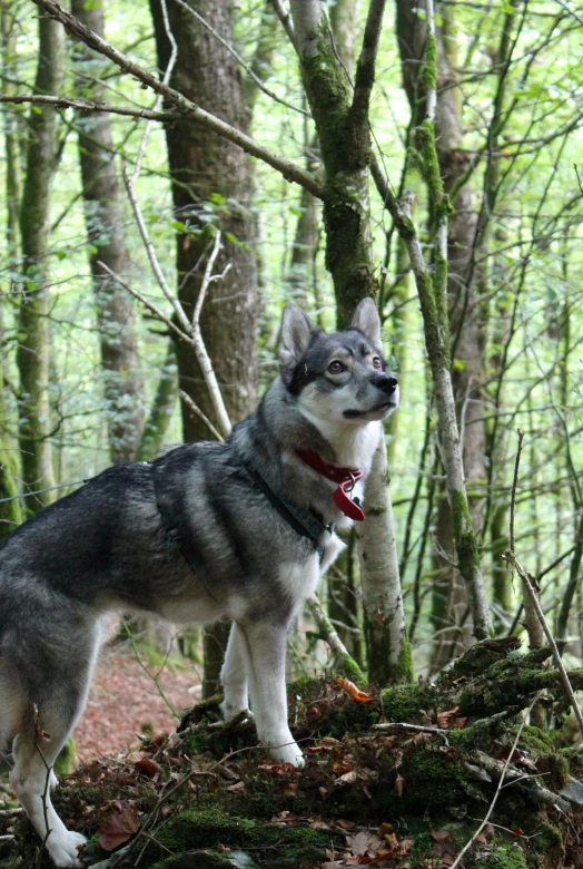 a husky dog stands next to a group of trees
