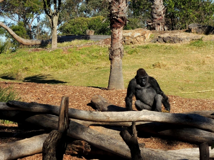 a gorilla walks through a wooded area with logs