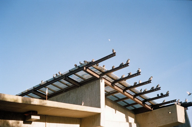 a flock of birds perches on the roof of an office building