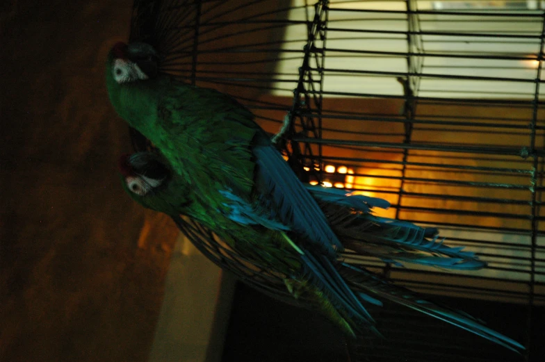 two colorful parrots are sitting in a birdcage