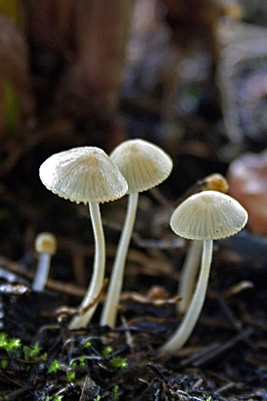 three white mushrooms with small leaves growing from the ground