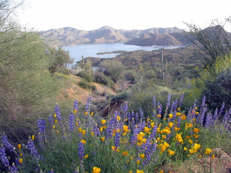 a hillside with flowers, trees, and mountains in the background