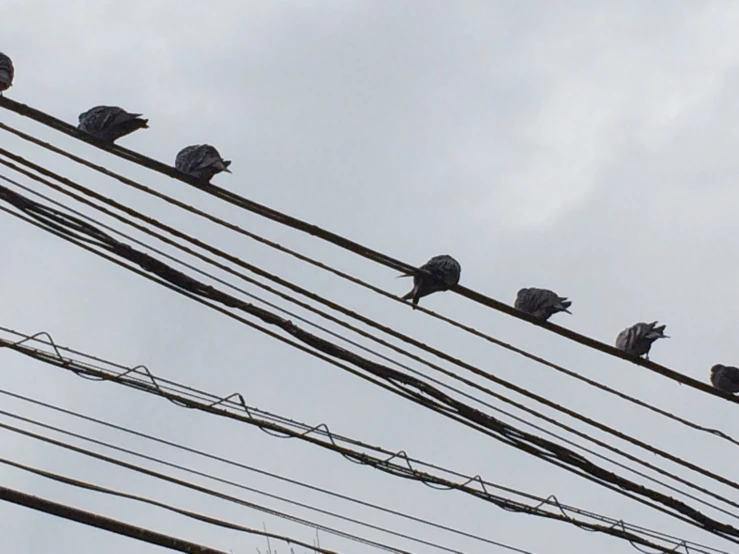 six birds sitting on an electrical line under a cloudy sky