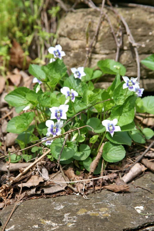 a rock wall and small white and blue flowers