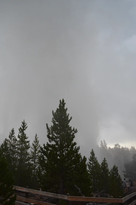 the woods are covered in thick, thick fog