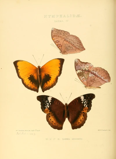 five erflies with different wing markings in yellow, orange and black