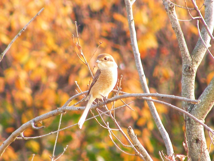 a small bird perched on a nch by some leaves