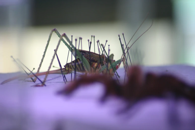 closeup of small insect sitting on purple cloth