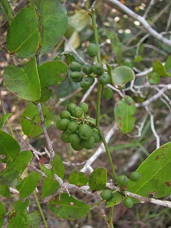 some green fruits growing on the tree outside