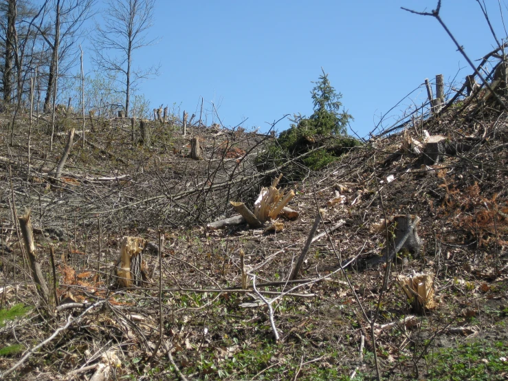 a hill side covered with lots of dry leaves