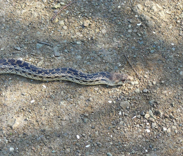 a snake is laying on the ground by itself