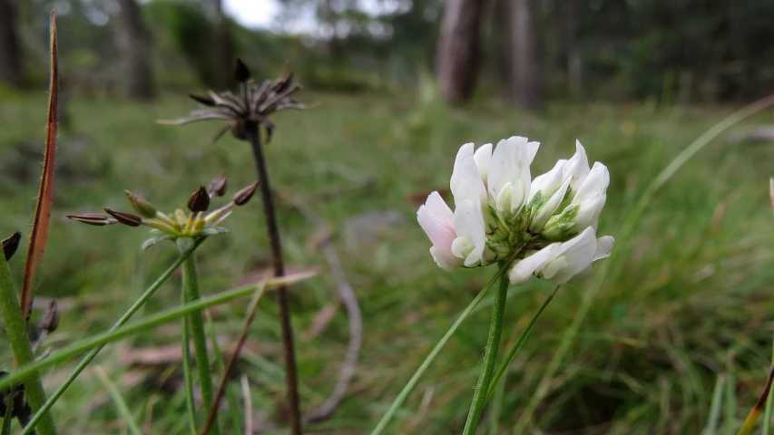 white flowers in the middle of a lush green field