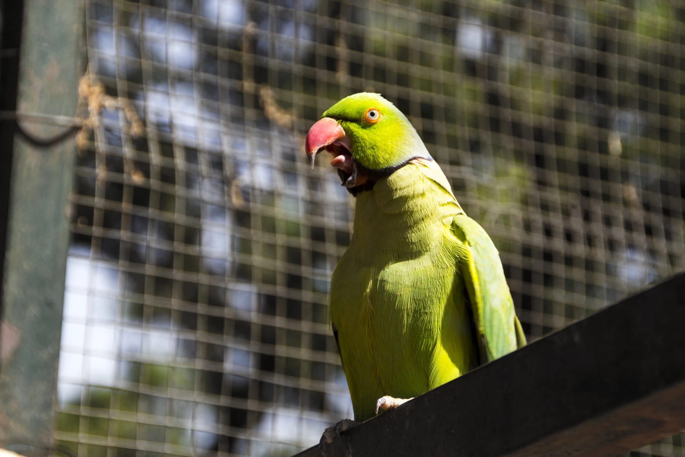 a large green bird with an open mouth