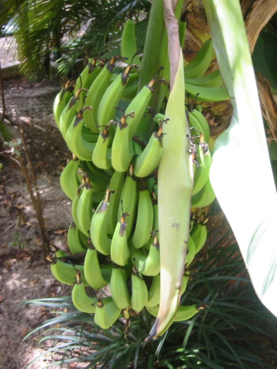 bunches of green bananas are on the tree
