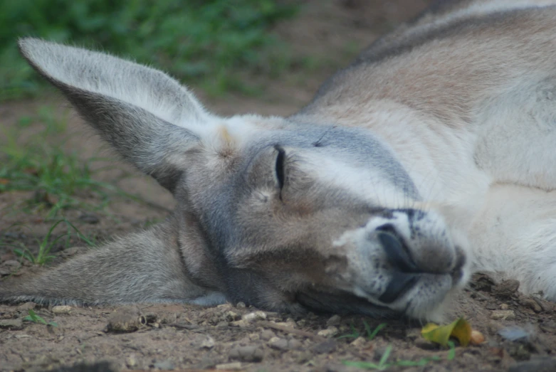 a close up s of a kangaroo lying down