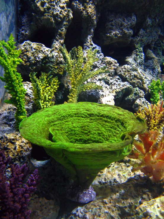 the underbrushes of the ocean plants cover an aquarium's rock surface