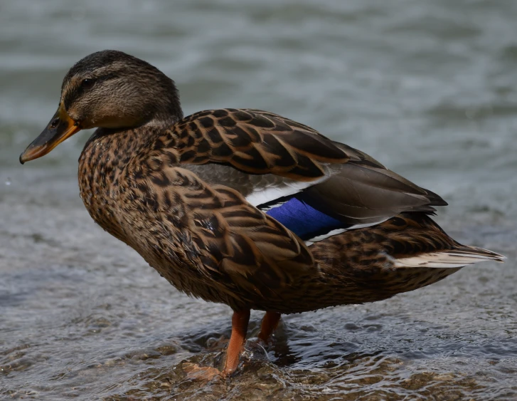 a brown duck standing in some shallow water