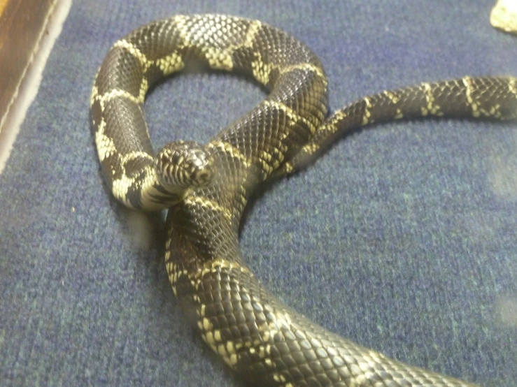 a snake with a blue rug behind it