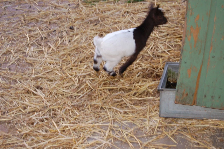 baby goat walking along hay in a field